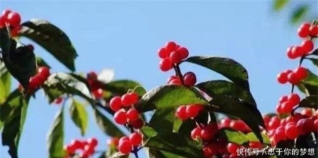 遍插茱萸,唐朝的重阳节为什么有插戴茱萸的仪式,有多重要?