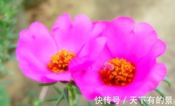 花朵|农历7月1号起,适合养这些花,花开还有清香,花色艳丽,花朵硕大