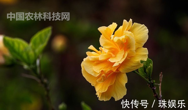 高颜值的扶桑花,这样养护花朵更艳,花期更长久