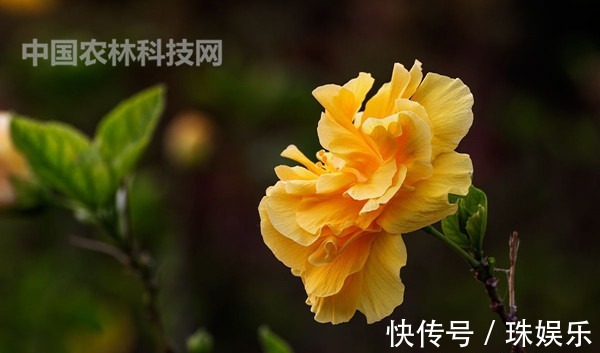 养护|高颜值的扶桑花，这样养护花朵更艳，花期更长久