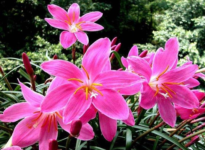 它，号称“最好养的花”，似兰花不是兰，扔土里就活，年年花不断