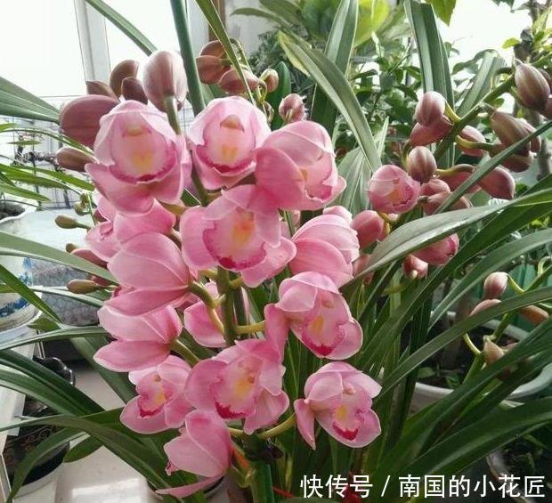 5种花美的出奇,开花爆盆很简单,满树都是花朵,漂亮极了