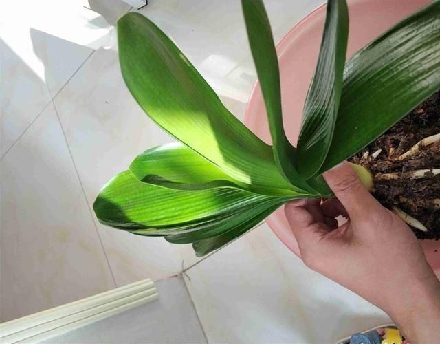 烂根|养君子兰浇水“别多手”,少做个动作,不烂叶、不烂根,花苞直冒