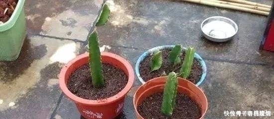 生根|这“2种”水果，剪根枝条插土里，15天生根，2年结果，果子吃不完