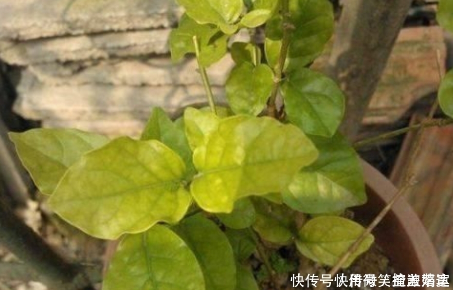叶片|茉莉花爱黄叶，跟这四点养护不足有关，及时改善，叶绿根壮花又多