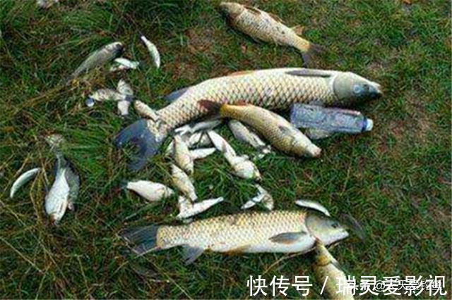 秋季钓鱼，分享几个“通杀型”饵料配方，野钓大鱼“专属”