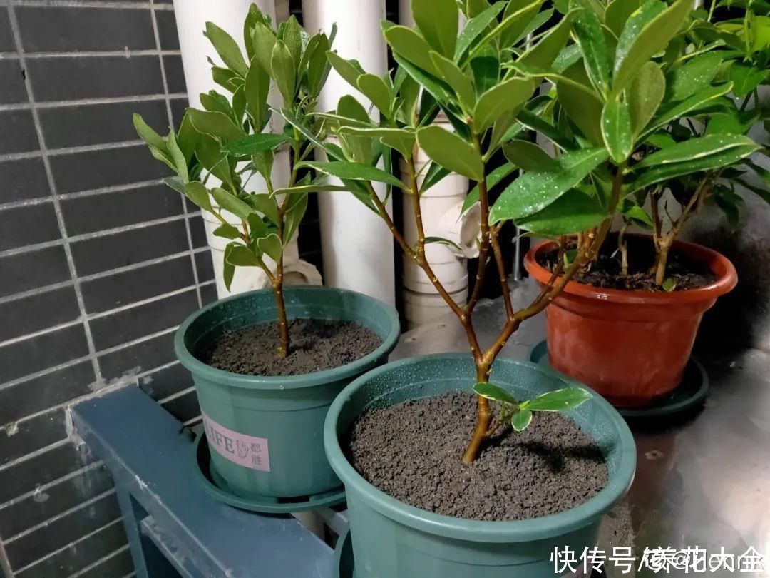 蟹爪兰|立秋后，7种花要“苏醒”，可以放手养了