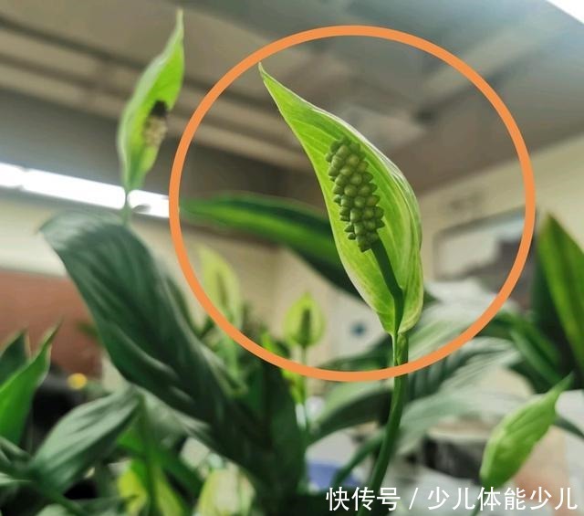 红掌、粉掌和白掌有什么区别学会了才能养护好!