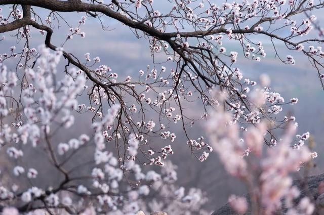 杏花|背靠五莲山！久负赏花盛名，今日一见确实惊叹