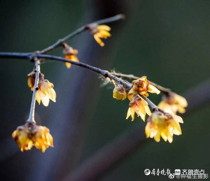 日出|就地过年春在身边！逛公园、享美景，快来晒出你的仪式感