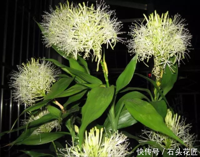 开花|养了10年富贵竹,今年开了“富贵花”,做到“4点”你家的也能开