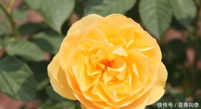 花卉|这种花被称为花中皇后,花型极大香气浓郁,月月都能开花