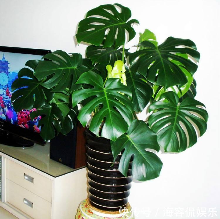 电视旁边放啥花卉好此“3种”植物都爱养,一年四季绿油油