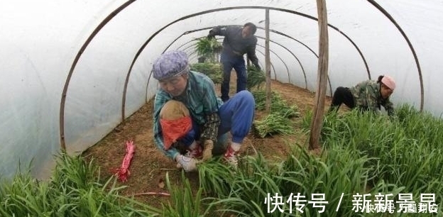 韭菜越长越细只是营养不足?看看下文,你就可以找到解决办法