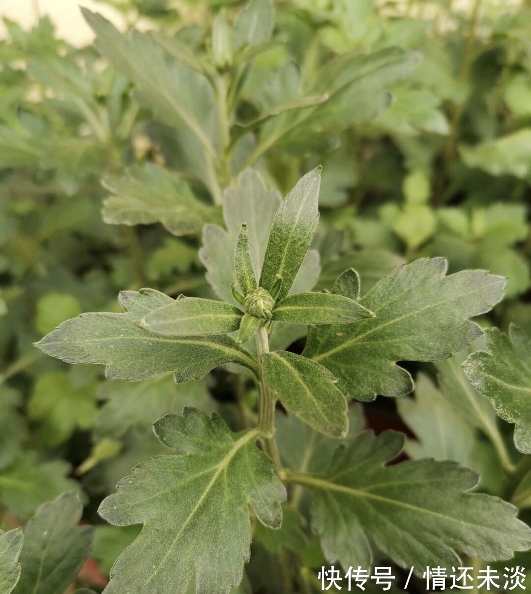 菊花上千种,石头最喜欢1种,花苞像“乒乓球”,1年开两次