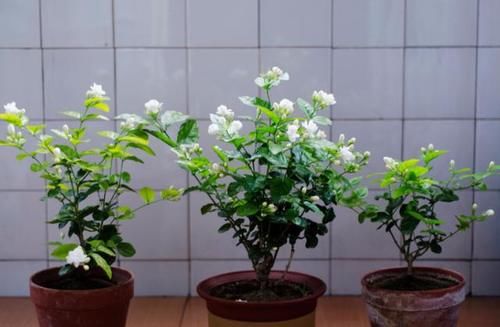  茉莉花|冬天养不好茉莉、栀子？学会这些，管叫植株枝粗叶茂、花开早