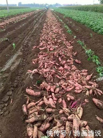 鲁南|怀念童年的地瓜