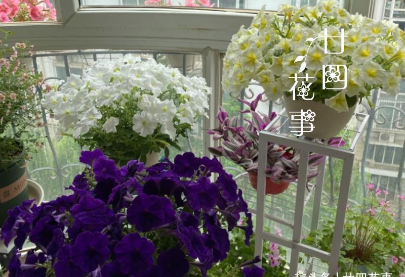 6种花，适合女生阳台党，花期长花量大，阳台轻松变“花海”