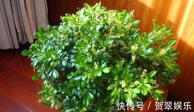 养护|李大爷养“米兰”,浇灌这种水,花苞多、花味香,养10年还在开