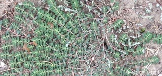 车前草|生在路旁被踩踏,价值却很高,30元一斤,你们认识吗