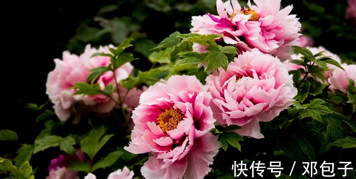 白居易#三首著名的惜花诗,言浅意深,清新明快,余韵悠长,值得一读