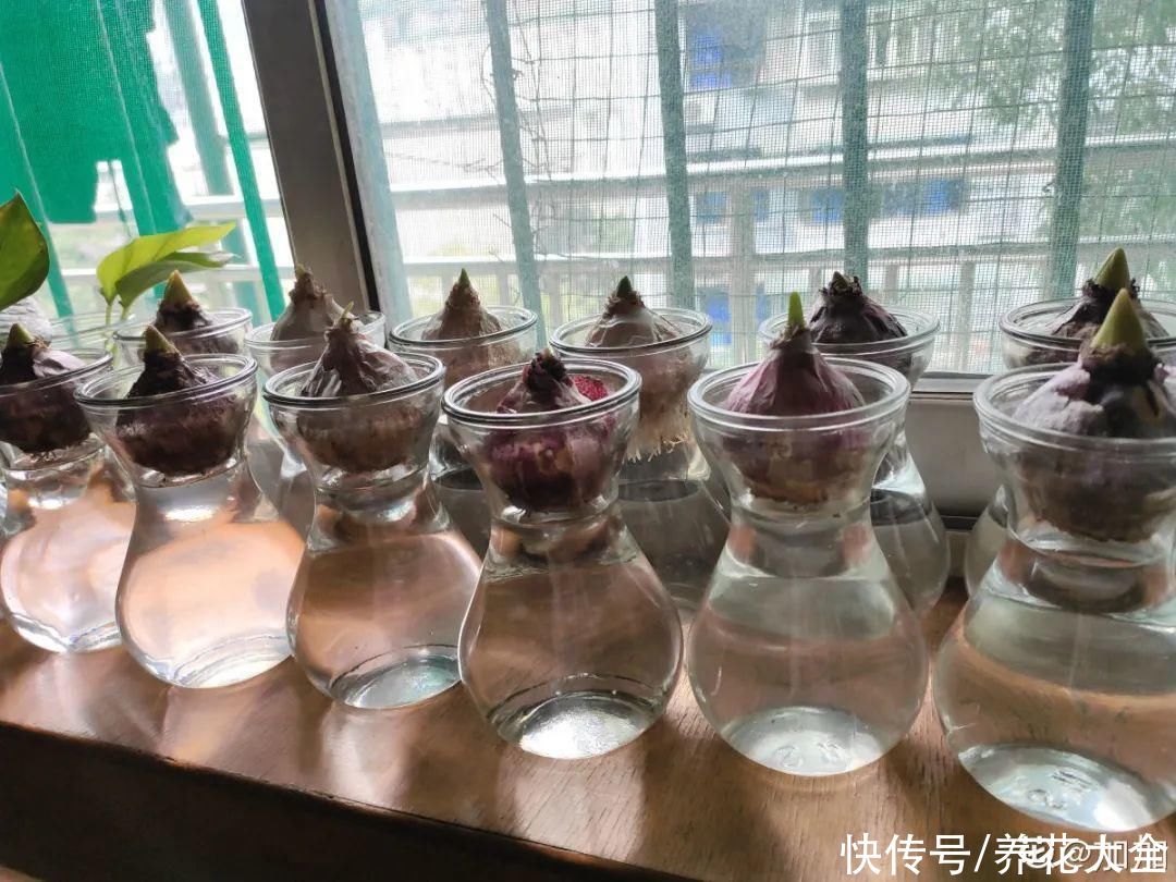 冬天好养的花，皮实不娇气，颜值高上档次，咋养都开花