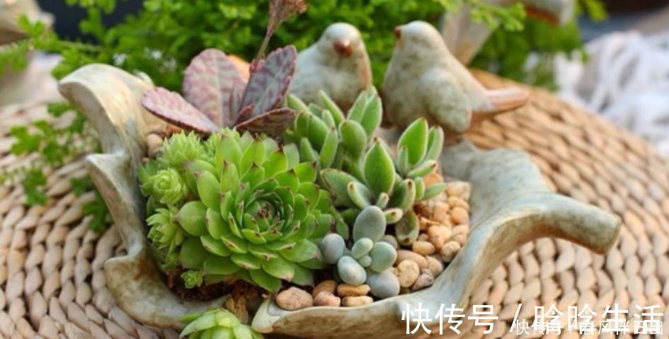 浇水|呼声最高的新人盆栽多肉,养殖期间注意此3点才不出问题