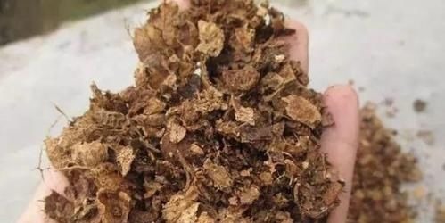 这才是养花“神器”，盆底铺一层，养啥花都不烂根