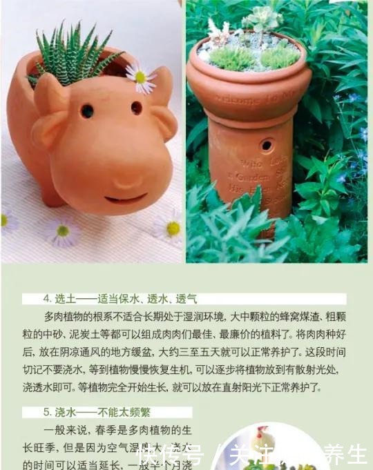 「提示」多肉爱好者们，请收下这份养护攻略！