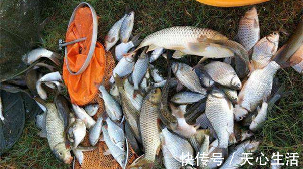 五款自制饵料配方，鲫鱼疯狂着迷，杂鱼不沾，盛夏野钓大板鲫必备