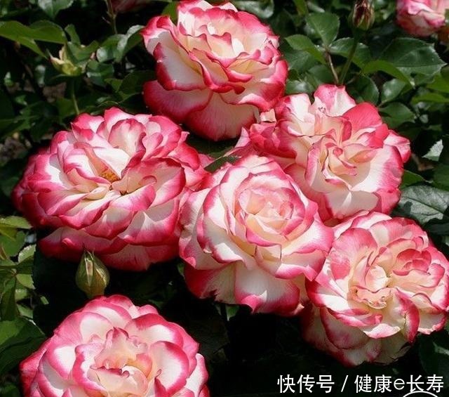 25个抗性超好的月季品种,又好养开花有多,新手好养适合盆栽!