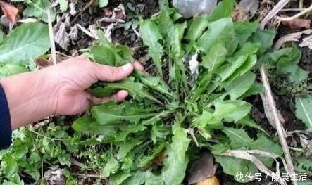 蒲公英|蒲公英同它一起泡水喝，养生效果翻倍，后悔现在才知道！