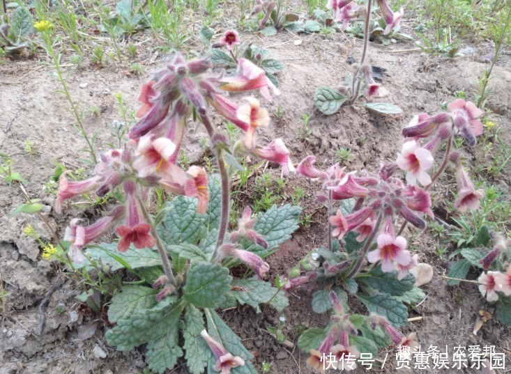 一种“喝”起来甜的花,地上是“草”地下是“宝”如今不多见了!
