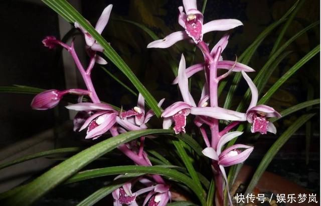 美过荷花,香过桂花,一年四季花开不断,连玫瑰都自愧不如