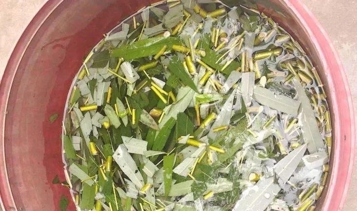 养花|自制养花杀菌水,7天浇一勺,花不生虫不烂根