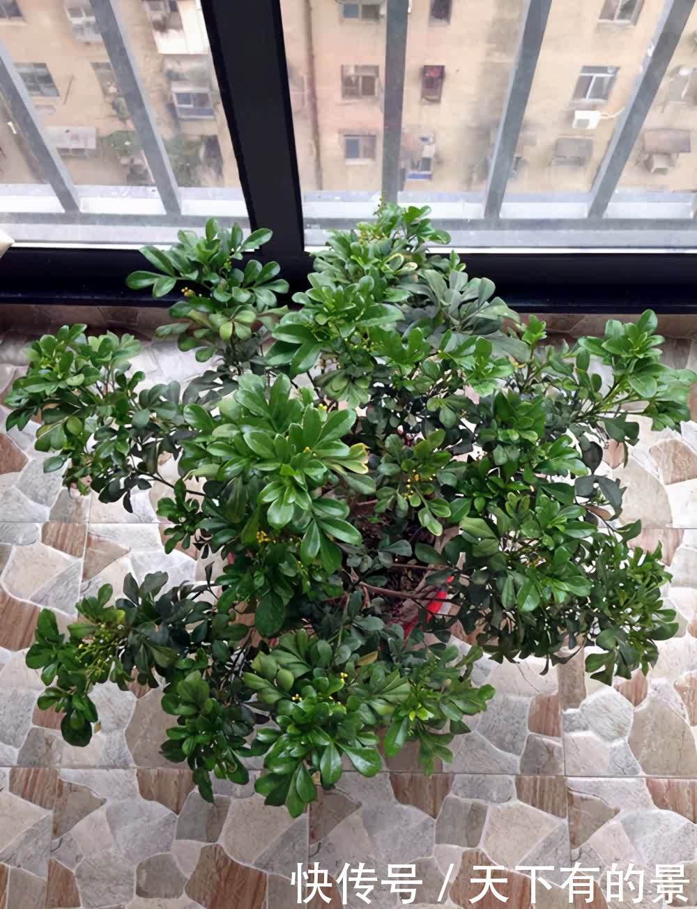 室内可以养的芬香植物,看看这5个品种,你养过吗?