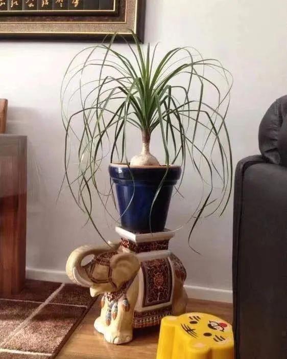 福气|懒人养花首选这三种,省心省力又好养,霸气镇宅添福气,人人都喜