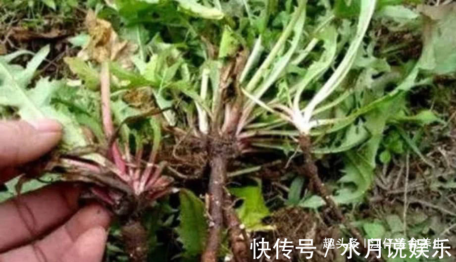 蒲公英水|它跟蒲公英“天生一对”,每天喝一杯,“气血”足了,人也更年轻