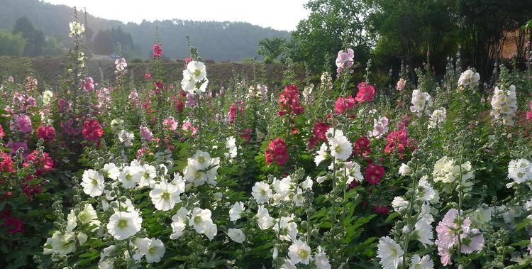 漂亮|6种漂亮花，35度高温不休眠，越热花越多，夏天养花首选
