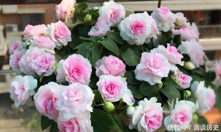 花期|适合阳台养护的花卉,花期长达200天,盆盆能开上百朵