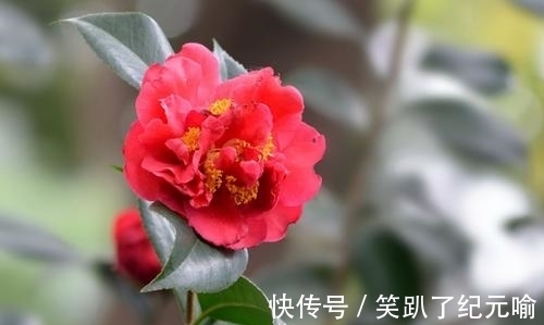 月季|不要只会种月季，这种花开花多还容易养活，快来看看吧