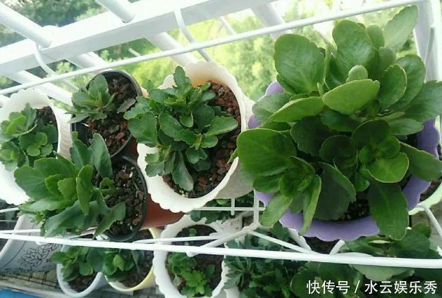 冬春养长寿花、蟹爪兰,不能心软,越早下手剪剪开花越多越漂亮