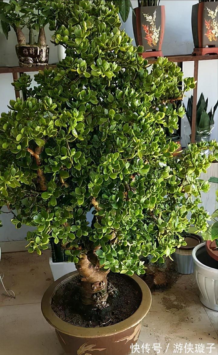 根系|7种大盆栽,冬天正“虚弱”,赶紧断水,多浇一杯水,灌死一大片