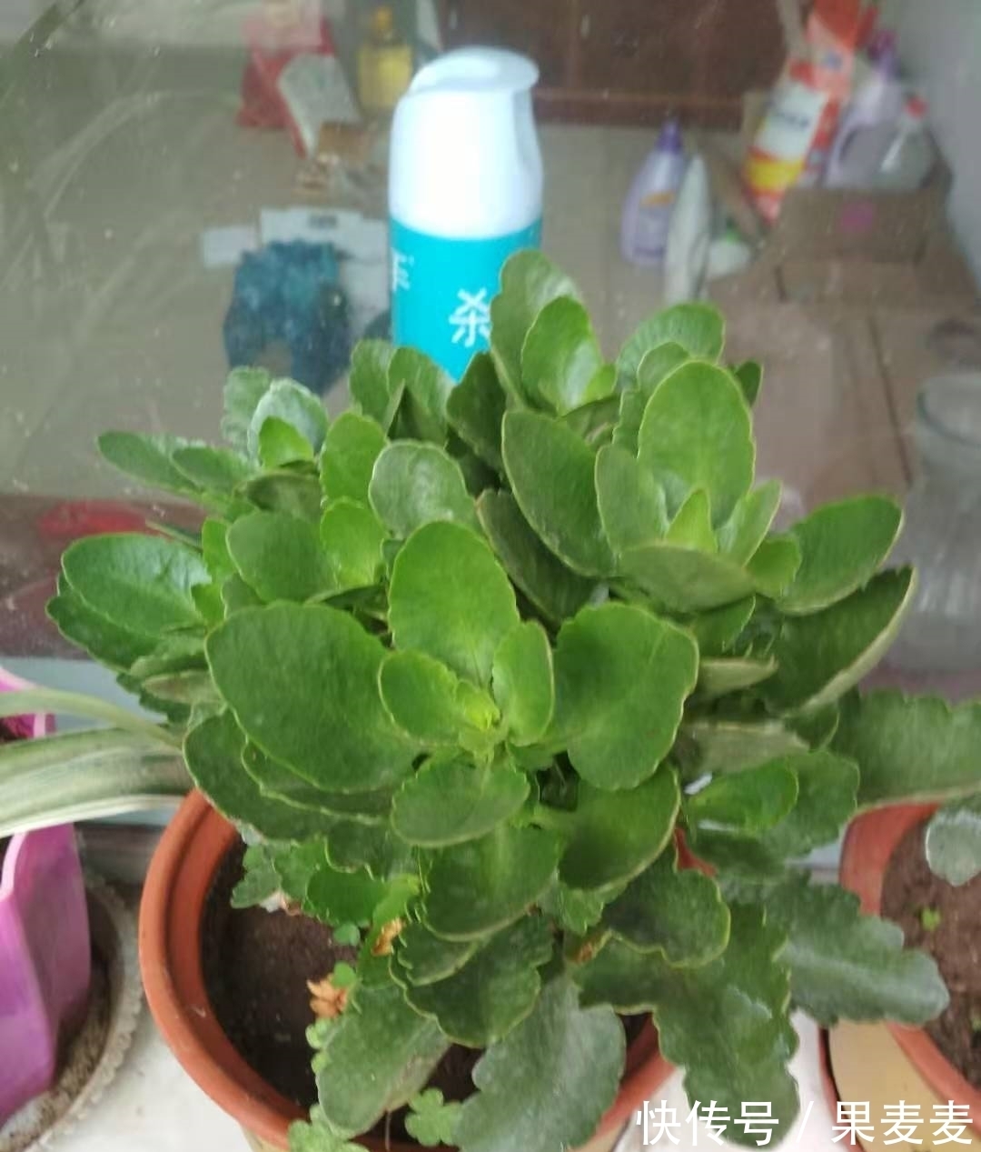 为什么你的长寿花养不活?看我是如何将长寿花养的粗又壮的!