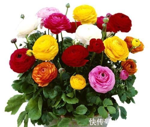 花色|八种以牡丹命名的花卉，开花鲜艳漂亮，颜值高，值得养