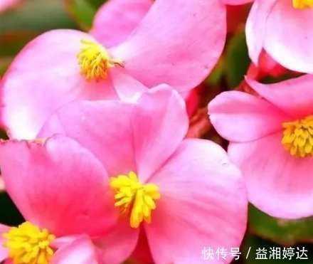 幸福|此花小巧玲珑且优雅大方,花期长达一整年,象征着幸福和智慧