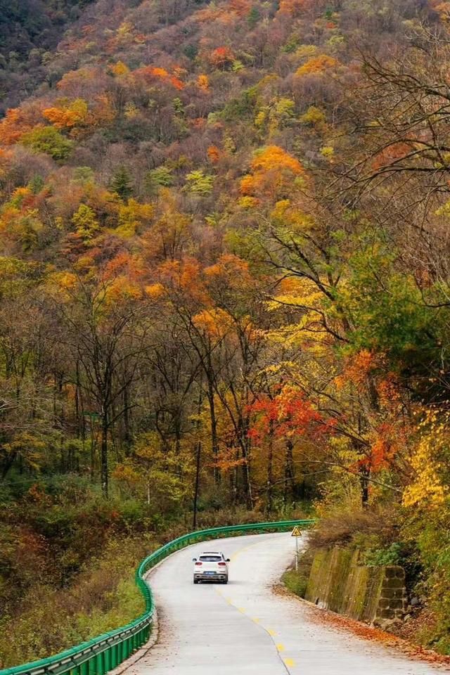 旅游|金秋十月秦岭风景廊道万山红遍，留坝红叶奇幻游拉开帷幕