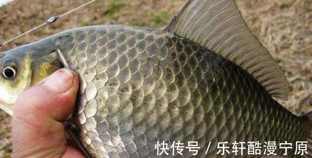 冬钓高手分享的钓鱼“秘技”,还不学起来,鱼获蹭蹭上涨