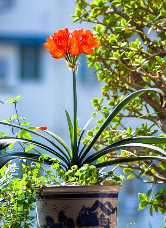 君子兰害怕五件事，新手经常犯，难怪越养越糟糕