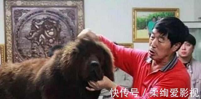 藏獒|马俊仁退出体坛念狗经,将藏獒包装成4000万身价:我这是为国争光